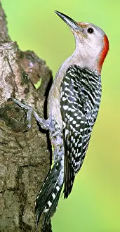 Melanerpes: Red Bellied Woodpecker
