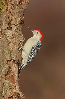 Carolinus: Red-bellied Woodpecker - adult male in winter