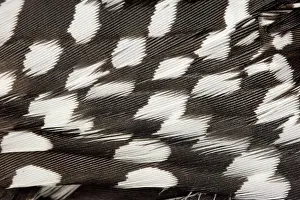 Melanerpes: Red-bellied Woodpecker feathers
