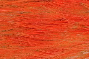 Melanerpes: Red-bellied Woodpecker feathers