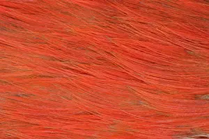 Melanerpes: Red-bellied Woodpecker feathers