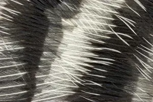 Melanerpes: Red-bellied Woodpecker feathers