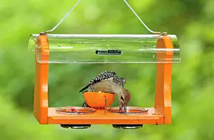 Jelly: Red-bellied Woodpecker - immature eating grape