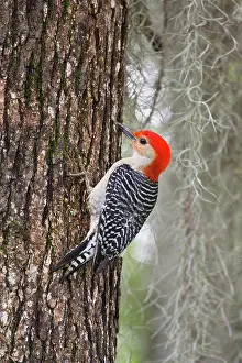 Melanerpes: Red-bellied Woodpecker (Melanerpes carolinus)