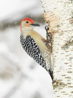 Pennsylvania: Red-bellied woodpecker, Pennsylvania, USA