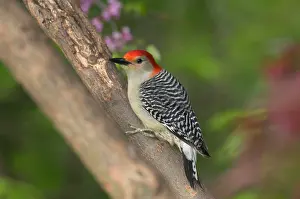 Redbud: Red-bellied Woodpecker - In redbud tree, Spring