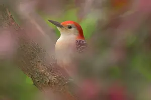 Redbud: Red-bellied Woodpecker - In redbud tree, Spring