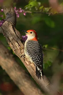 Carolinus: Red-bellied Woodpecker, Spring