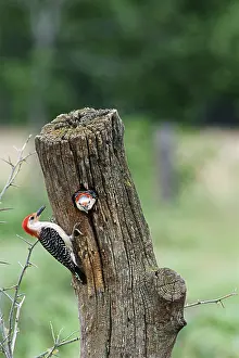 Melanerpes: Red-bellied Woodpeckers