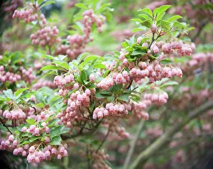 Cluster: Red bells