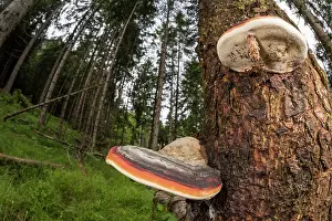 Stripes: Red-belted conk (Fomitopsis pinicola) growing on old rotten trunk, Veneto, Italy