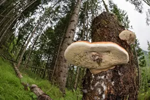 Stripes: Red-belted conk (Fomitopsis pinicola) growing on old rotten trunk, Veneto, Italy