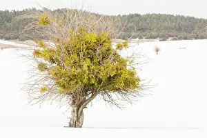 Hawthorns: Red-berried Mistletoe - in hawthorn bush in snowy weather