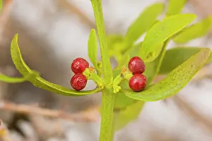 Berried: Red-berried Mistletoe - in hawthorn high in the