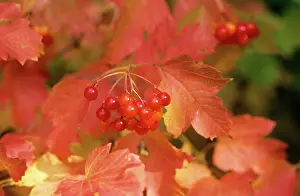 Berry: Red Berries - in garden