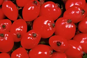 Sorbus: Red Berries of Whitebeam Tree