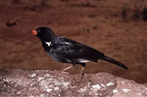 Martin Beames: RED-BILLED BUFFALO WEAVER - male