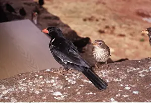 Martin Beames: RED-BILLED BUFFALO WEAVER - x two, male and female