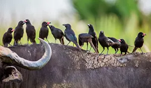 Queen: Several Red-billed Buffalo Weavers (Bubalornis n