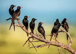 Queen: Several Red-billed Buffalo Weavers (Bubalornis n