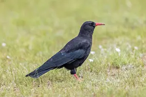 Corvidae: Red-billed Chough