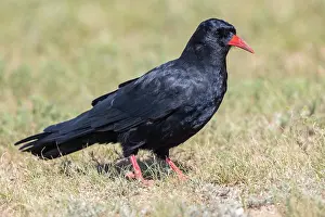 Corvidae: Red-billed Chough