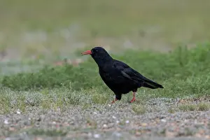 Oiseau: Red-billed Chough