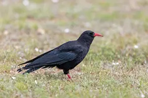 Oiseau: Red-billed Chough