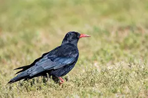 Oiseau: Red-billed Chough