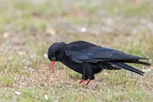 Oiseau: Red-billed Chough