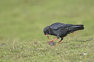 Excretion: Red-billed chough looking for food in sheep droppings