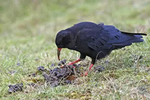 Excretion: Red-billed chough looking for food in sheep droppings