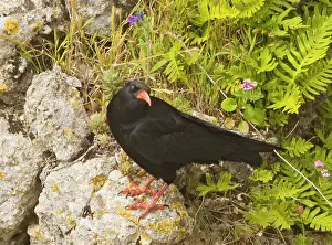 Chough: Red-billed Chough - on rocks