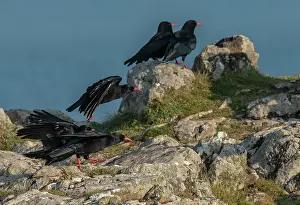 Headland: Red-billed choughs, Pyrrhocorax pyrrhocorax, in