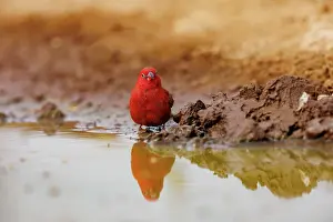 Mare: Red billed Firefinch