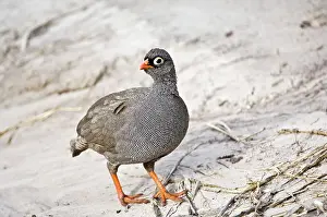 Francolinus: Red-billed Francolin - Standing on track