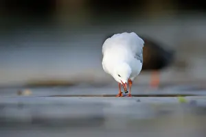 Aqua: Red-billed gull