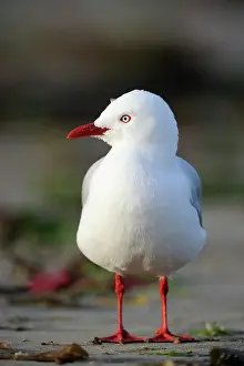Aqua: Red-billed Gull