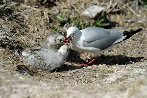 Aqua: Red-billed gull