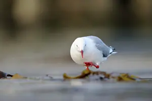 Aqua: Red-billed gull