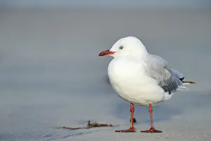Aqua: Red-billed gull