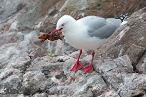 Chroicocephalus: Red-billed Gull collecting seaweed for its nest