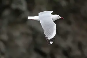 Chroicocephalus: Red-billed Gull in flight