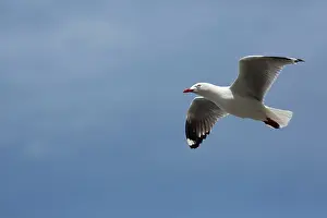 Chroicocephalus: Red-billed Gull in flight