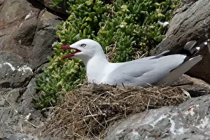 Chroicocephalus: Red-billed Gull at nest
