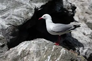 Chroicocephalus: Red-billed Gull perched on rock