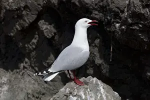 090818: Red-billed Gull - perched on a rock - Kaikoura -