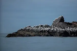 Gull: Red-billed Gulls