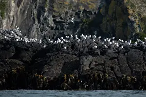 Gull: Red-billed Gulls