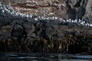 Gull: Red-billed Gulls